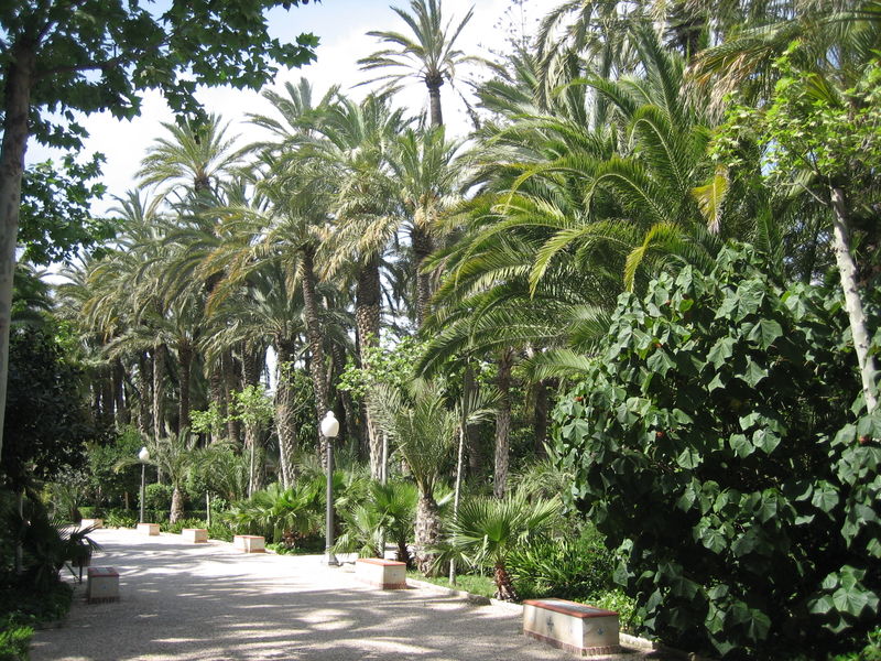 palmeral-de-elche1 palmeral-de-elche1